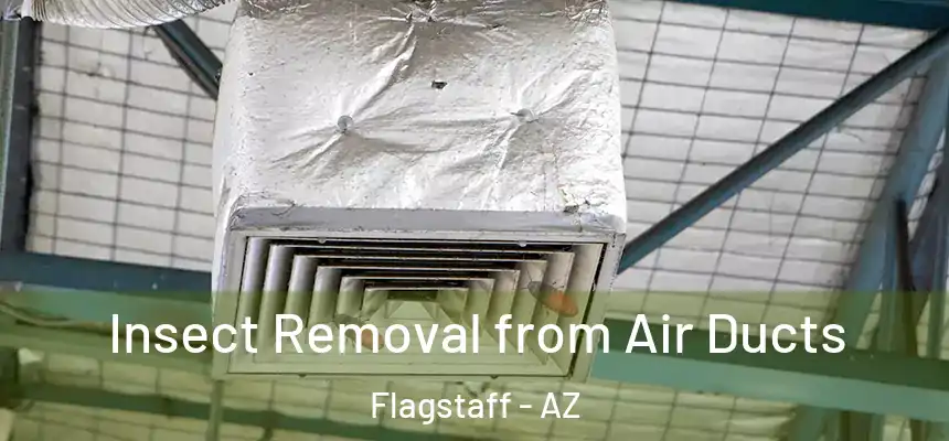 Insect Removal from Air Ducts Flagstaff - AZ